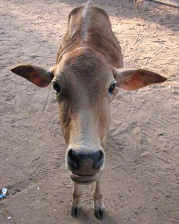 cow